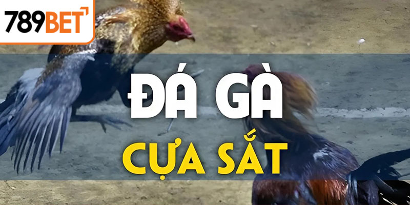 Trực tiếp Đá Gà cựa sắt vô cùng kịch tính